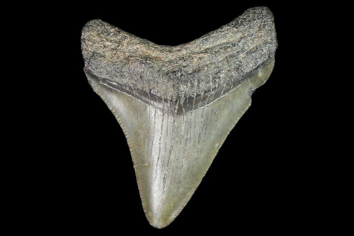 Juvenile Megalodon Tooth - Georgia #101402